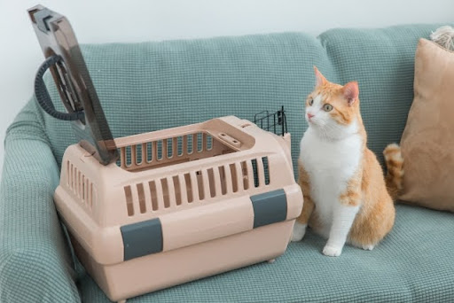 ソファの上でケージに入ろうとする猫