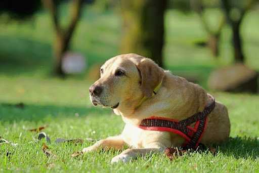 芝生に伏せするラブラドールレトリバー