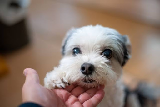 飼い主の手に顎を乗せる犬