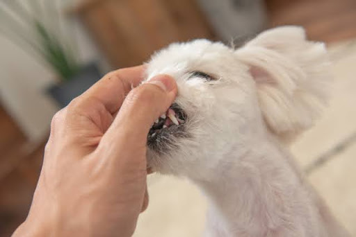 飼い主に口をチェックされる犬