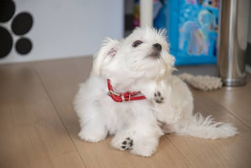 顔をかく白い犬