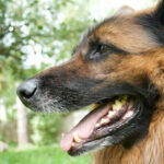 口を開けている犬の横顔