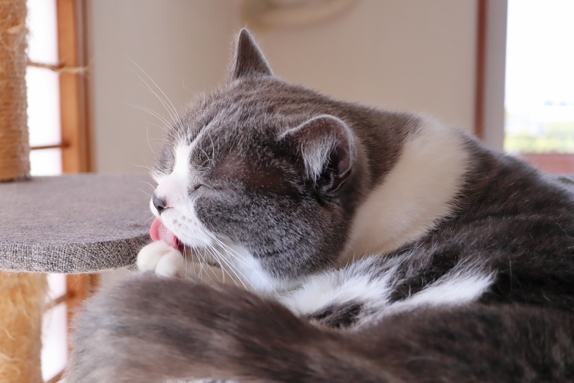 キャットタワーで手をなめる猫