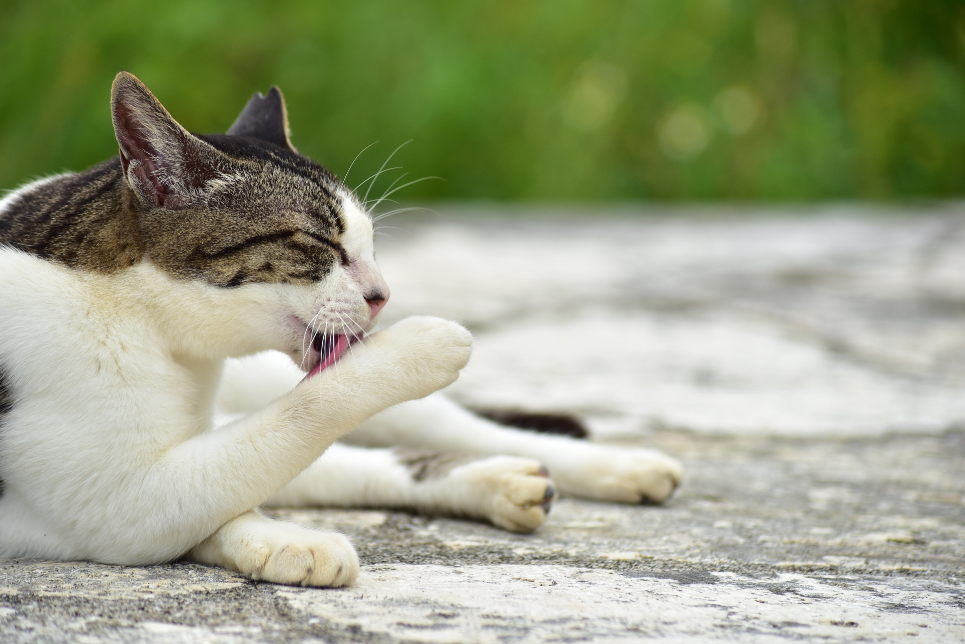 外で手をなめる猫