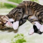 ラグの上で寝転んで手をなめる猫