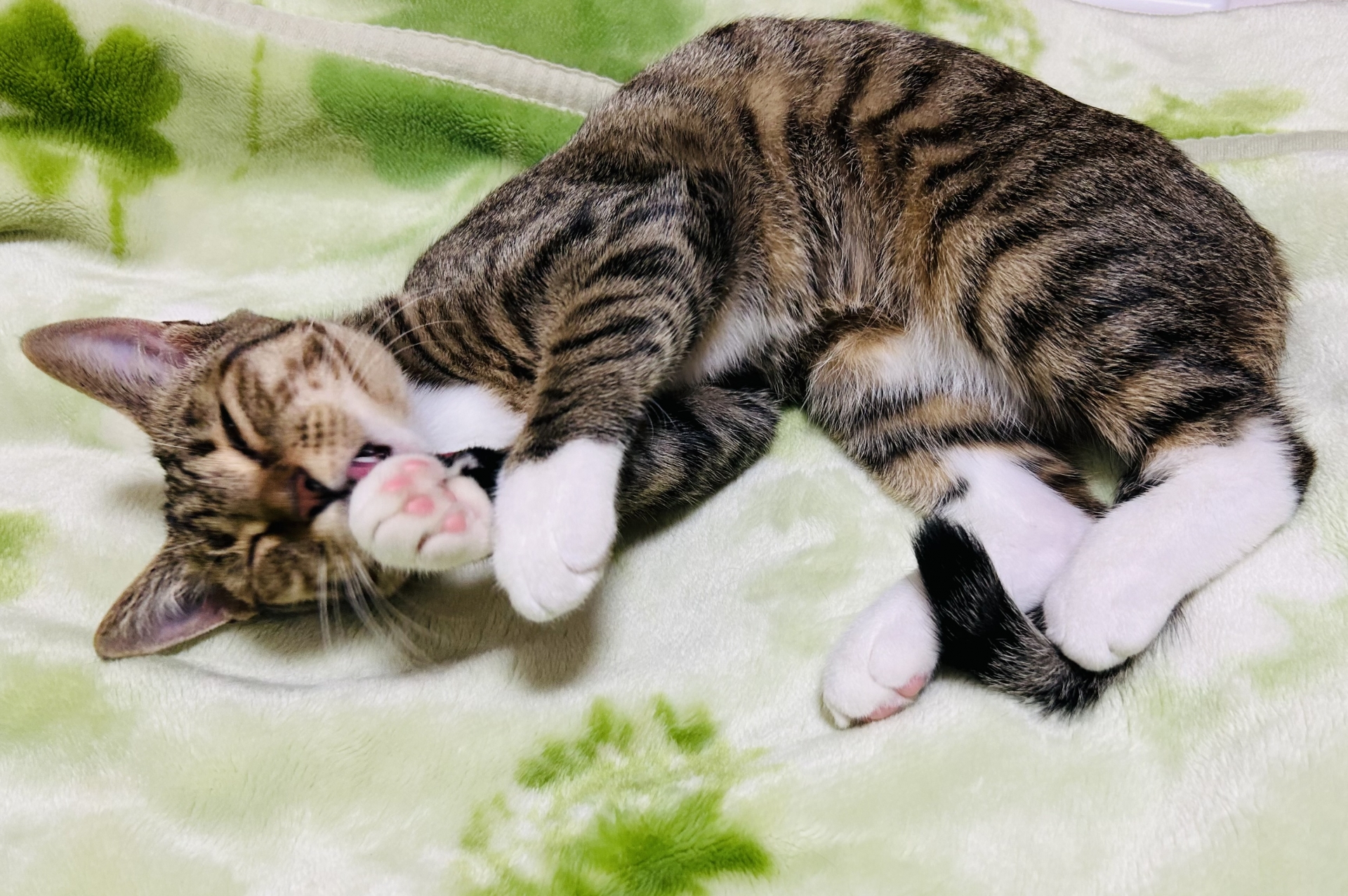 ラグの上で寝転んで手をなめる猫