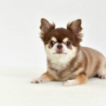 白い床の上でこちらを見るチワワ