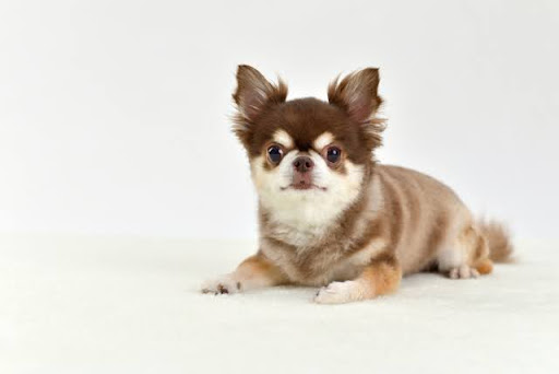 白い床の上でこちらを見るチワワ