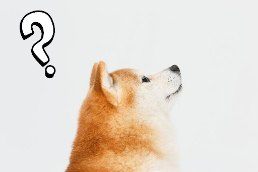 疑問符を持つ柴犬