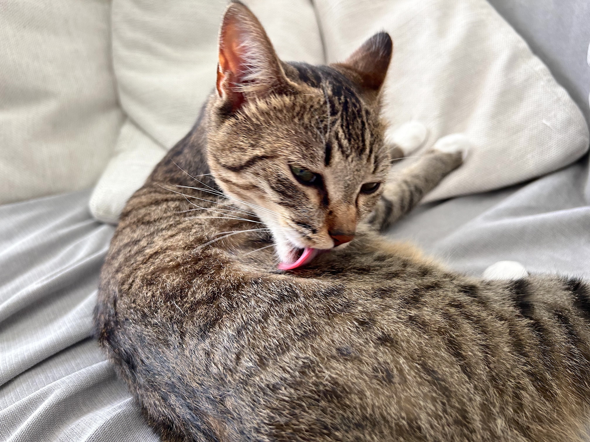 ベッドで体をなめる猫