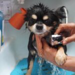 シャンプーをされる犬