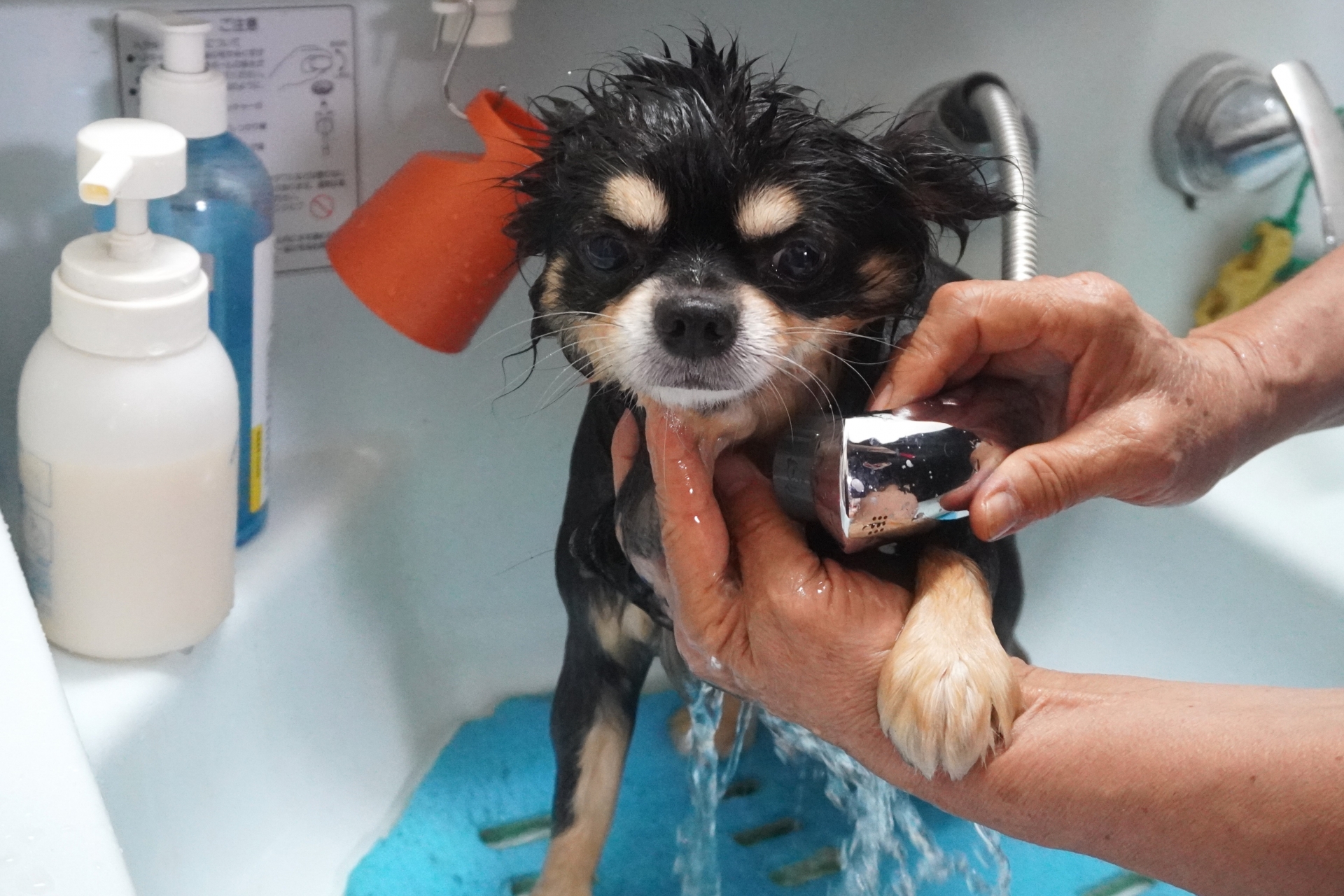シャンプーをされる犬
