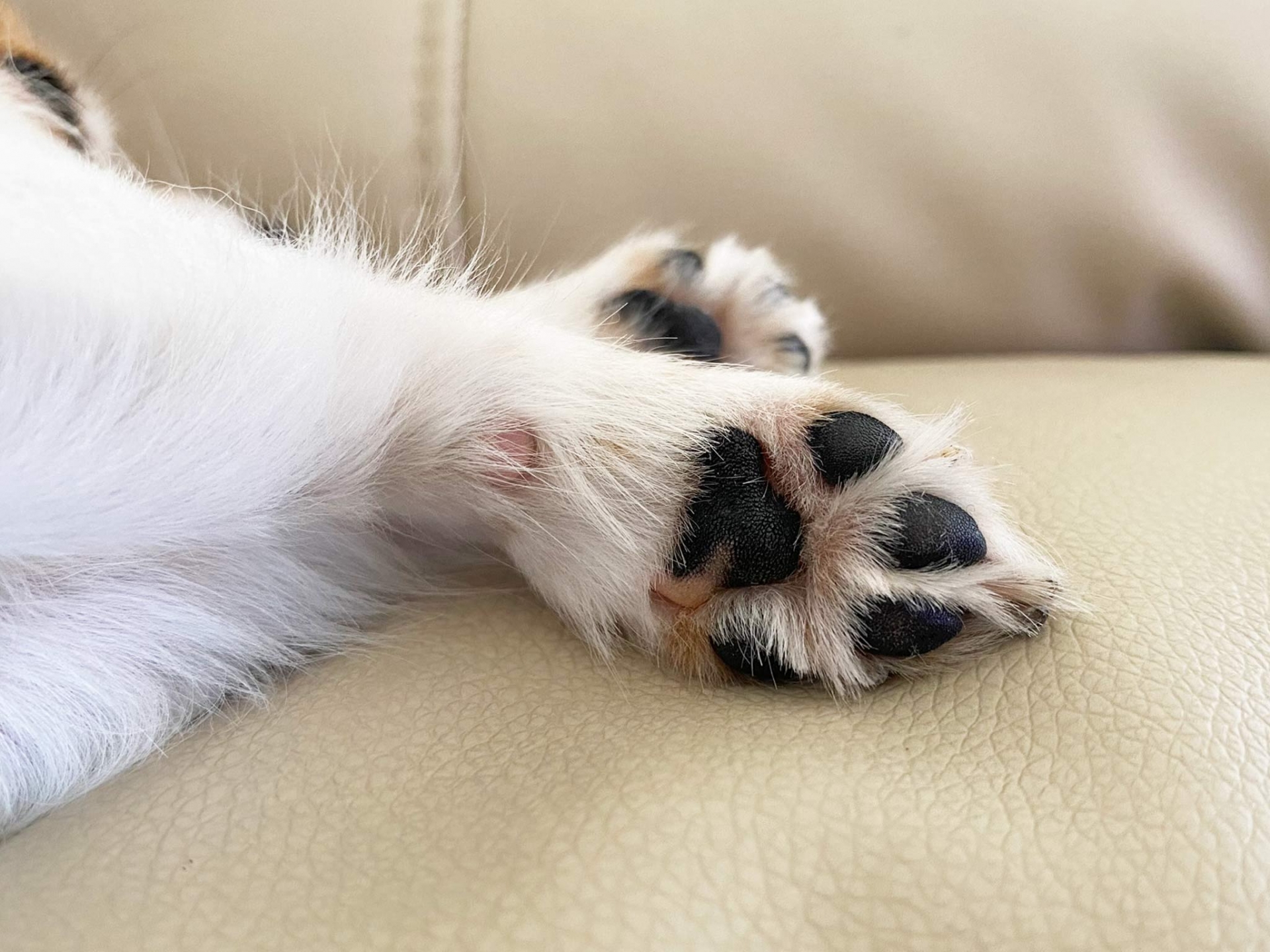 ソファで寝る犬の肉球