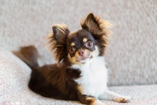 ソファで伏せるチワワ