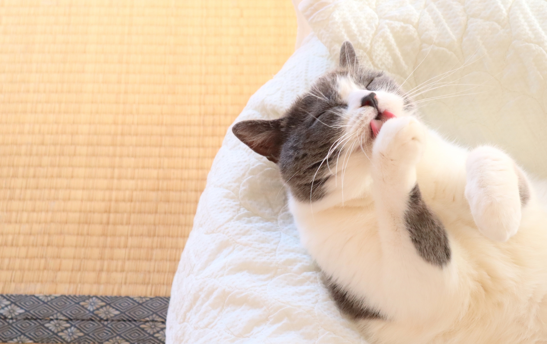 クッションの上で手をなめる猫