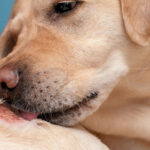 皮膚のかさぶたをなめる犬