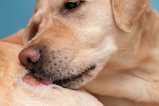 皮膚のかさぶたをなめる犬