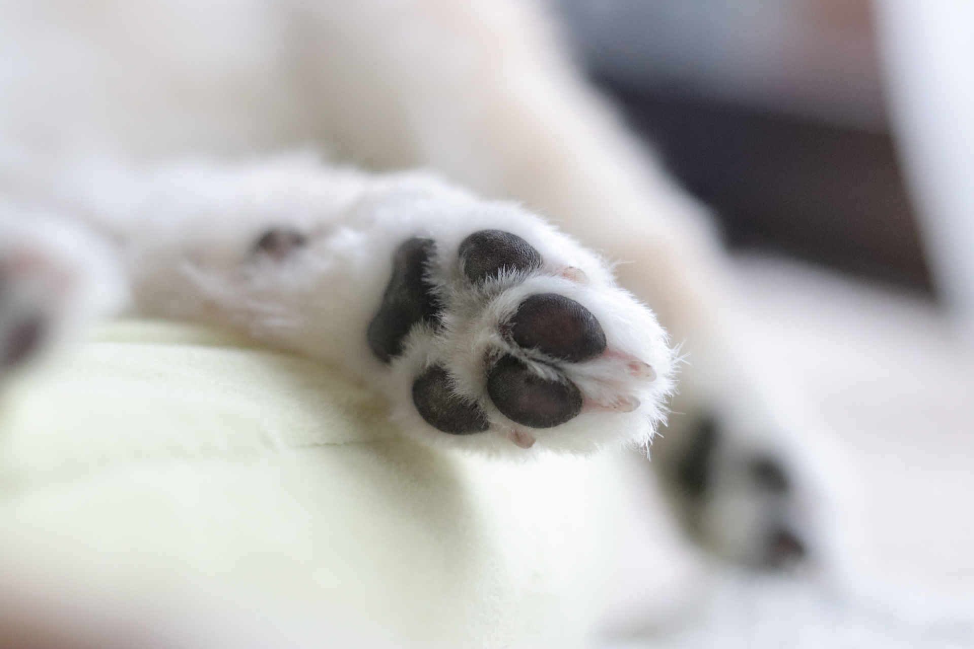 白い犬の肉球