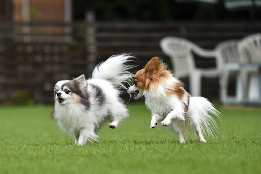 芝生でかける2匹のチワワ