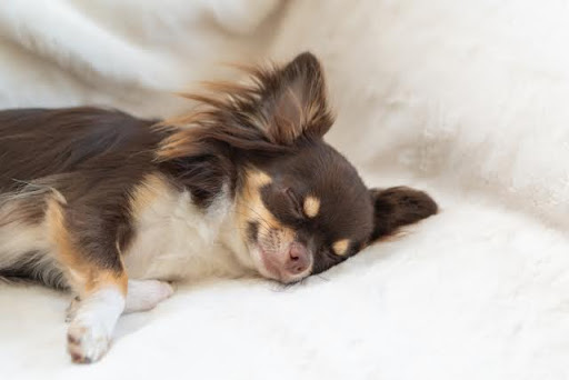 白い毛布の上で横になるチワワ