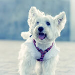 ハーネスをつけたウエスティ