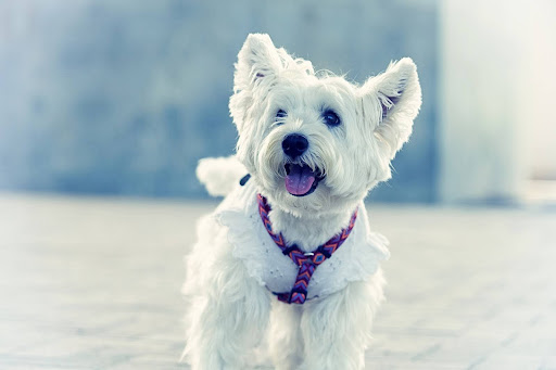 ハーネスをつけたウエスティ