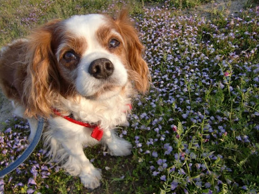 草むらでこちらを見上げるキャバリア