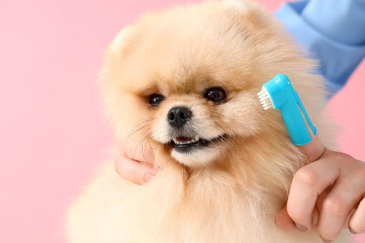 歯磨きをされる犬