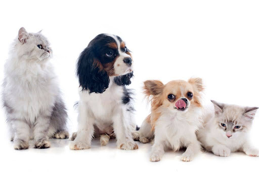 並んで座る4匹の犬