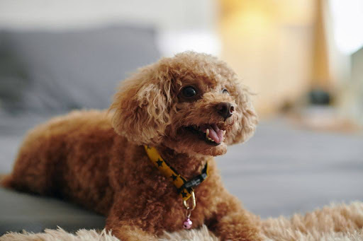 床でふせるトイプードル