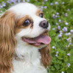 草むらで上を見上げるキャバリア