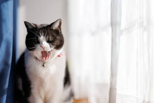 窓際であくびをする猫