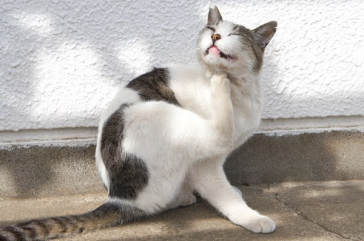 体をかく猫