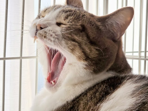 口を開けてあくびをする猫