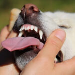 口を大きく開ける犬