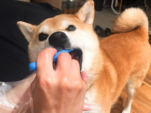 青い歯ブラシで磨かれる犬