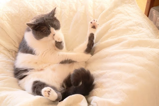 ベッドの上で体をなめる猫