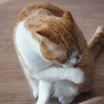 グルーミングする猫