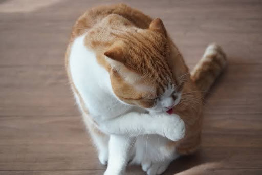 グルーミングする猫