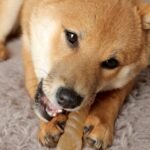 骨ガムをくわえる犬