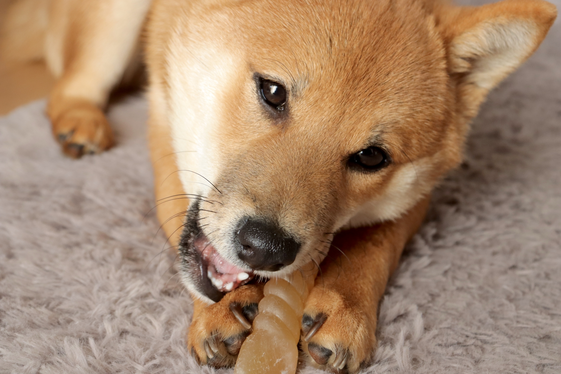 骨ガムをくわえる犬