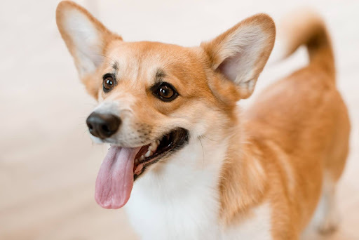 舌を出して遠くを見る犬