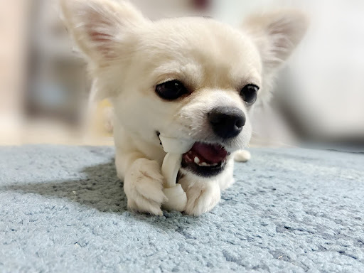 骨ガムを食べるチワワ
