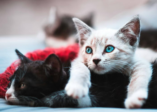 折り重なる2匹の子猫