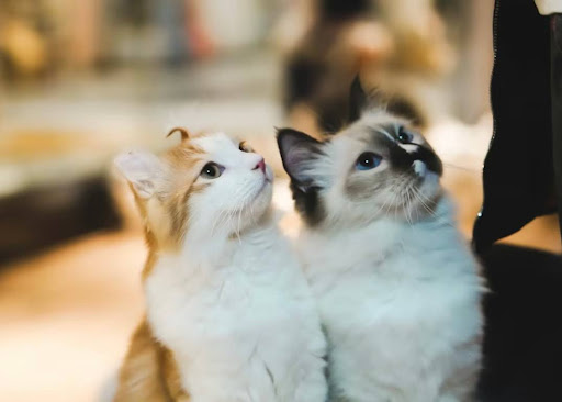 上を見つめる2匹の猫