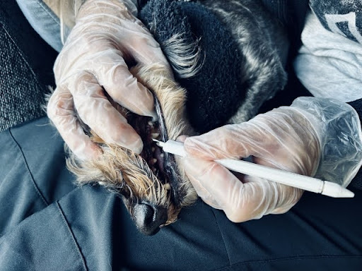 歯の手入れをされる犬