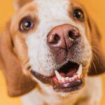 こちらを見る犬のアップ