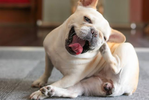 顔をかくフレンチブルドッグ
