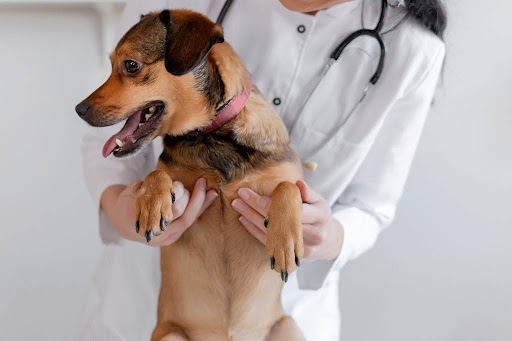 獣医師に抱えられる犬