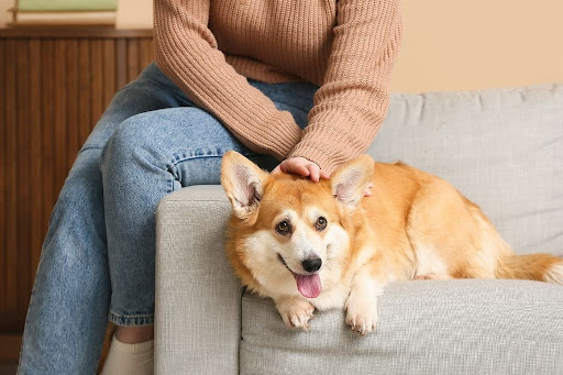 ベッドで飼い主に撫でられる犬